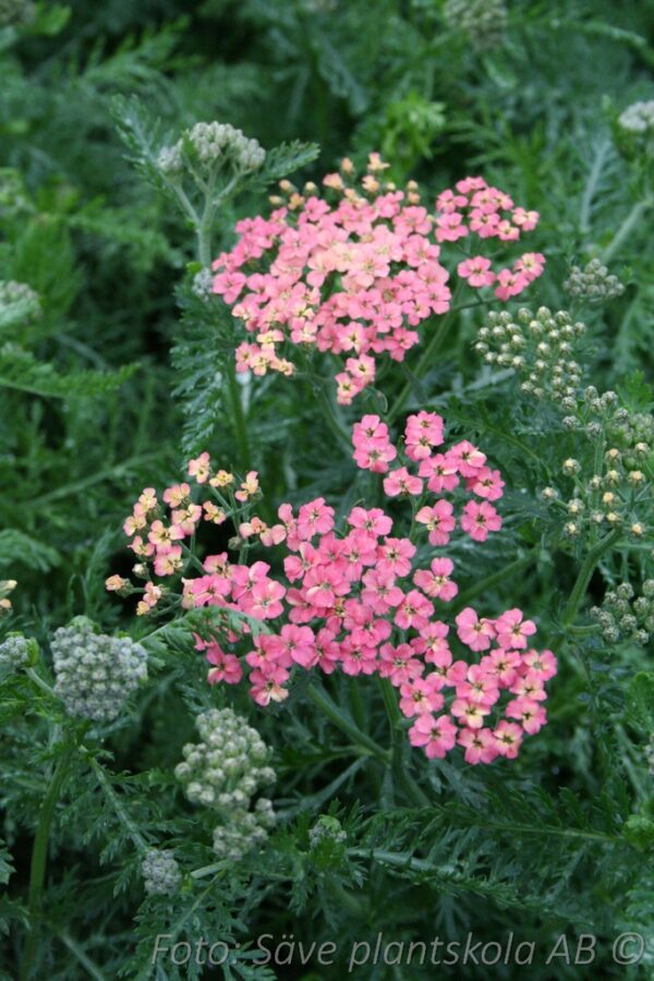 Achillea millefolium 'Apfelblute'