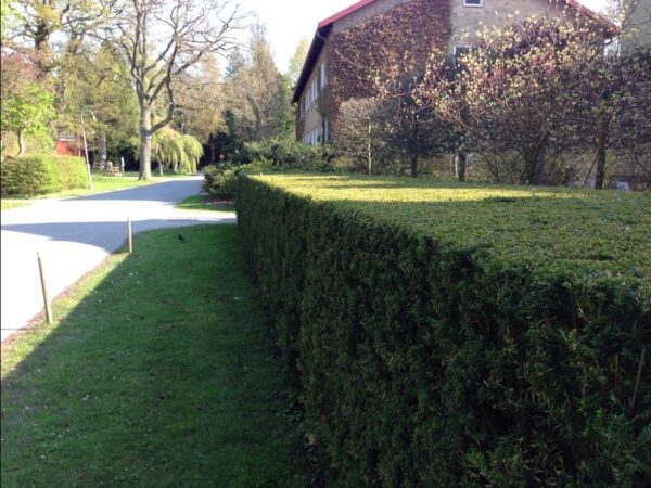 Taxus media 'Hicksii'