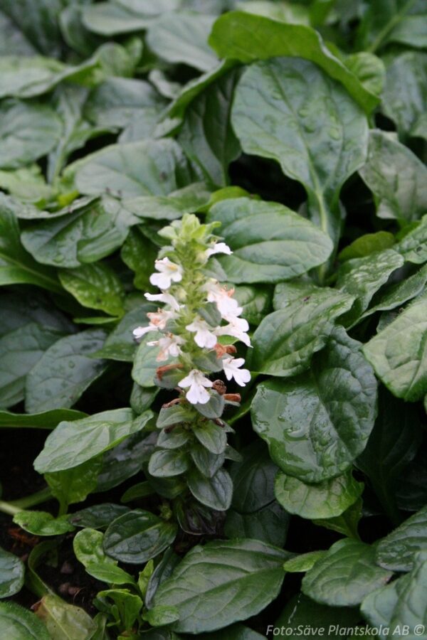 Ajuga reptans 'Alba'