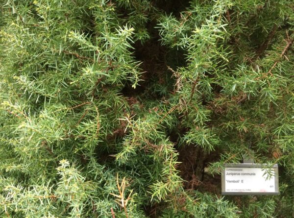 Juniperus communis 'Vemboö' E - Bild 4