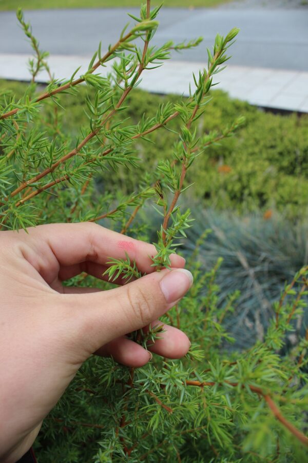 Juniperus communis 'Vemboö' E - Bild 3