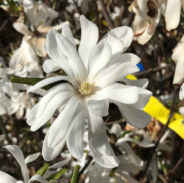Magnolia stellata 'Royal Star'