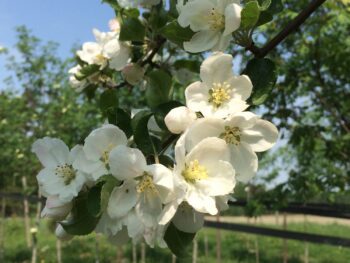 Malus baccata 'Columnaris'