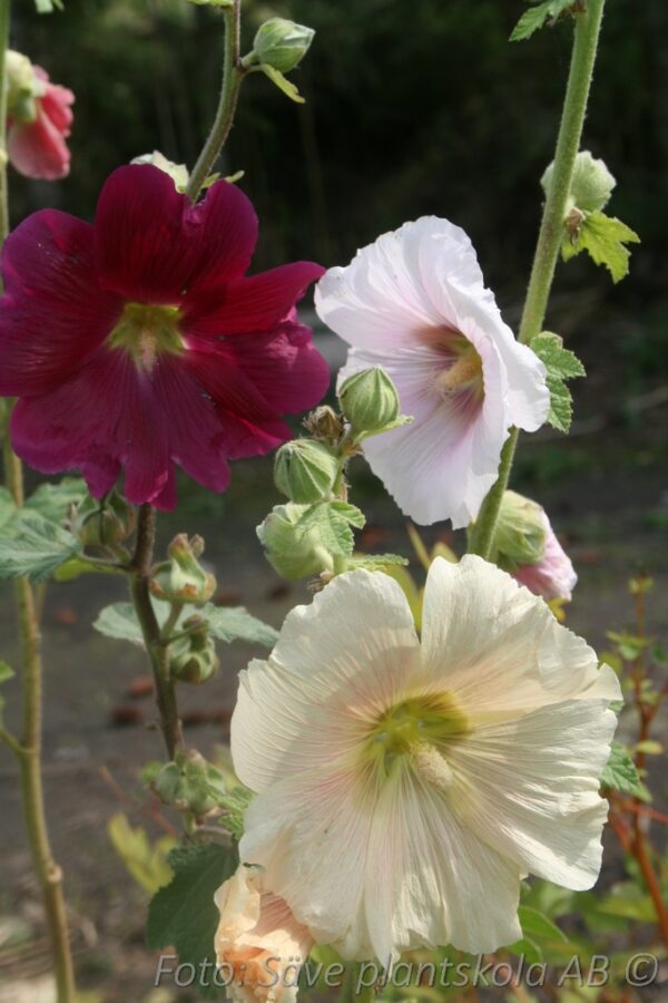 Alcea rosea (ficifolia)