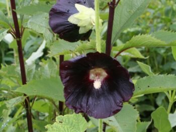 Alcea rosea 'Nigra'