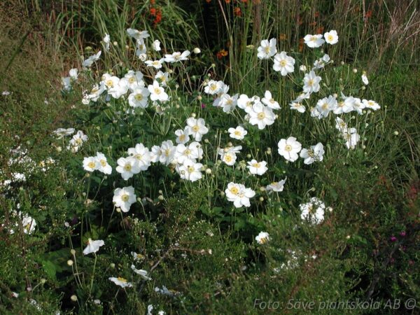 Anemone hybrida 'Honorine Jobert'