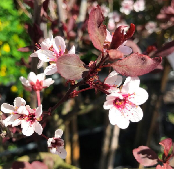 Prunus x cistena - Bild 4
