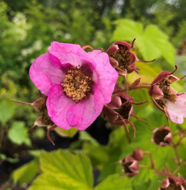 Rubus odoratus