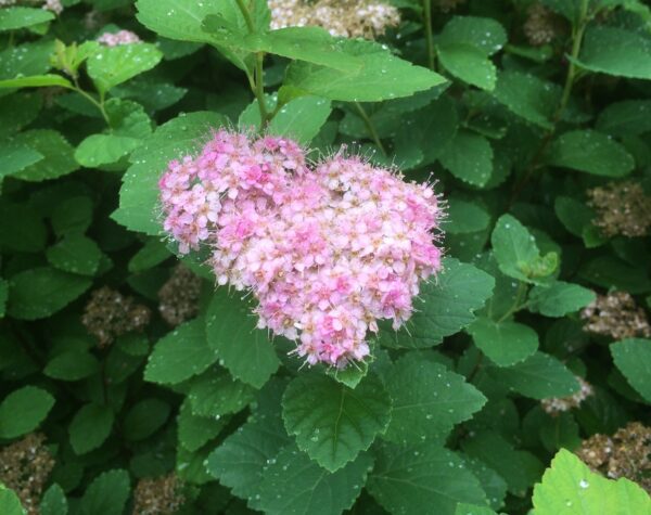 Spiraea splendens (S.densiflora) - Bild 5