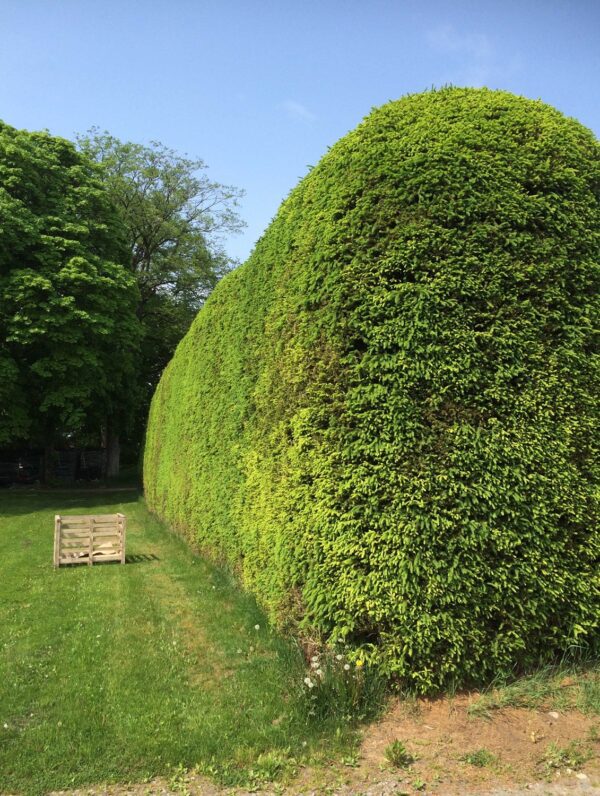 Picea abies (excelsa) - Bild 6
