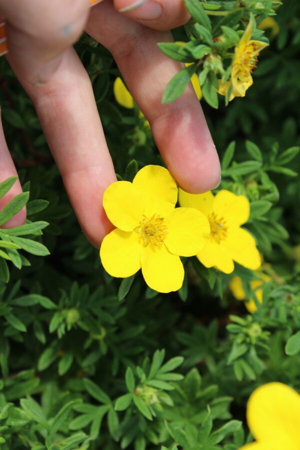 Potentilla fruticosa 'Goldfinger' E - Bild 4