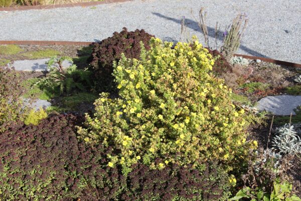 Potentilla fruticosa 'Kobold'