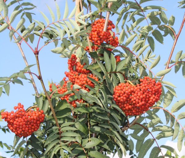Sorbus decora - Bild 5