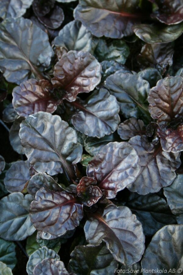 Ajuga reptans 'Black Scallop'