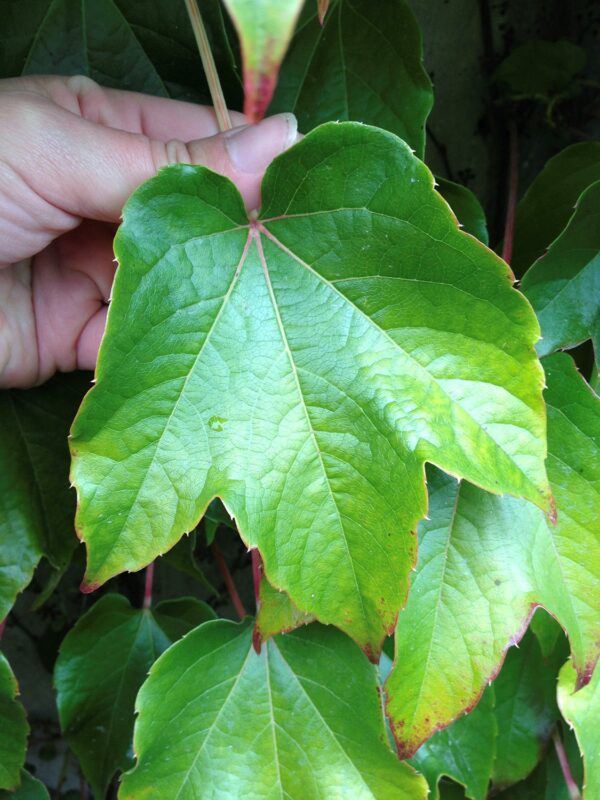 Parthenocissus tricuspidata 'Veitchii' - Bild 4