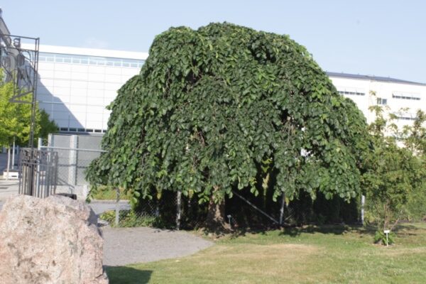 Ulmus glabra 'Camperdownii'