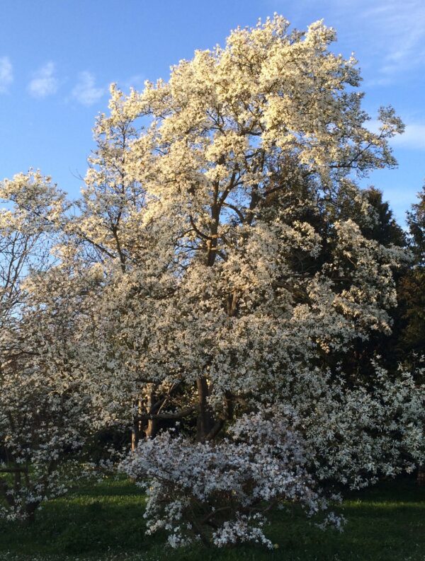 Magnolia kobus - Bild 11