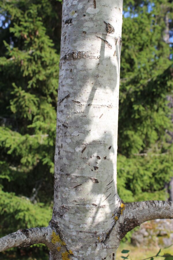 Populus tremula - Bild 5
