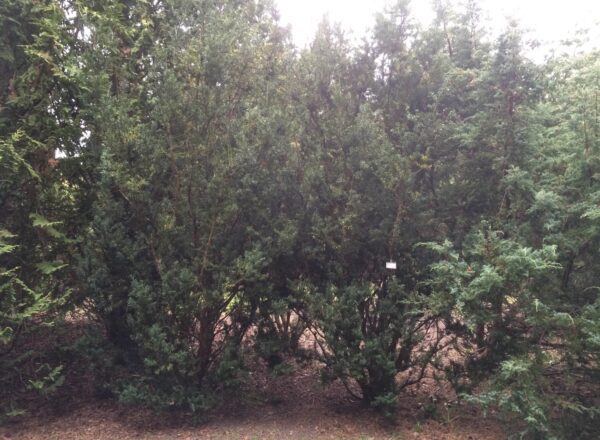 Taxus media 'Hicksii' - Bild 3