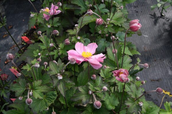 Anemone hybrida 'Serenade'