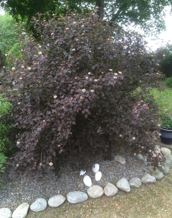 Physocarpus opulifolius 'Diabolo'