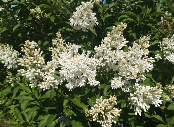 Syringa josikaea 'Holger' - Bild 3