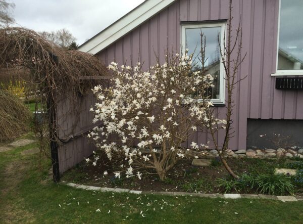 Magnolia stellata 'Royal Star' - Bild 3
