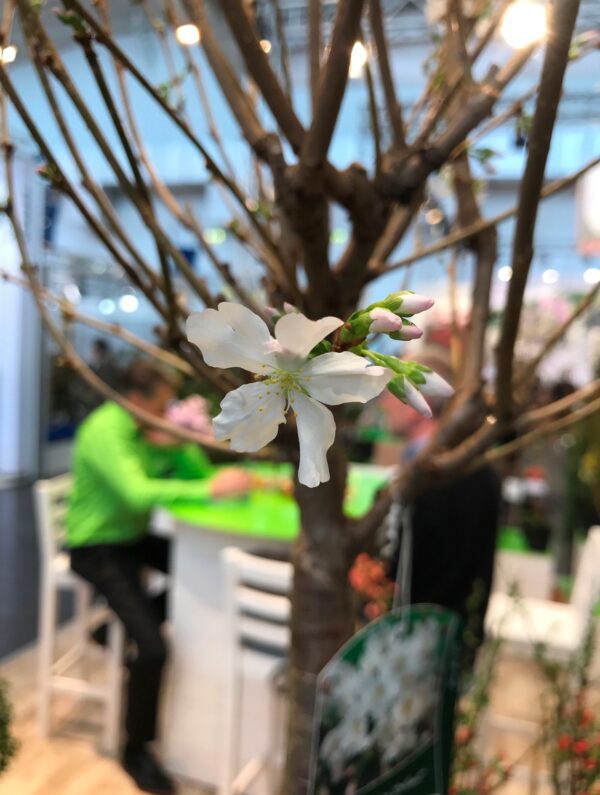 Prunus nipponica var. kurilensis 'Brilliant'