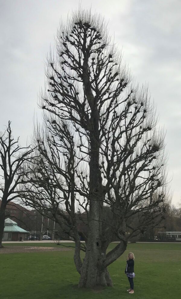 Ulmus glabra 'Exoniensis' - Bild 7