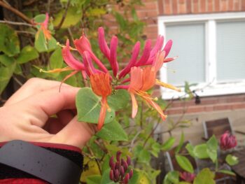 Lonicera