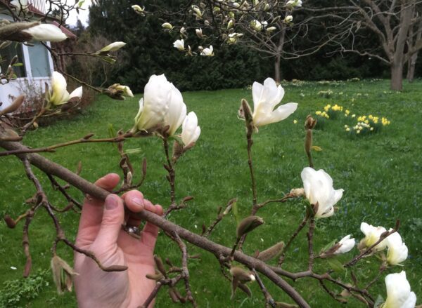 Magnolia kobus - Bild 10