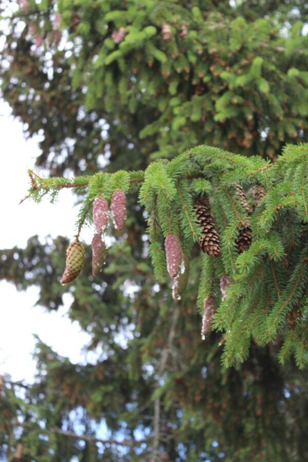 Picea abies (excelsa) - Bild 5