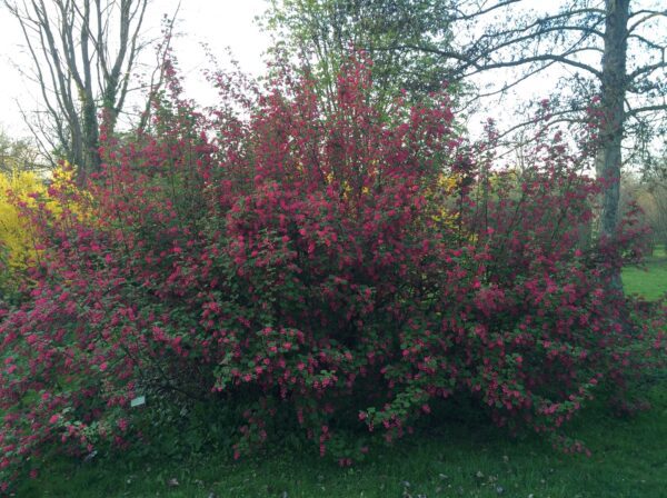 Ribes sanguineum 'King Edward VII'