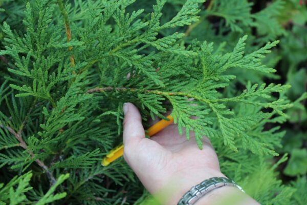 Thuja plicata 'Excelsa' - Bild 4