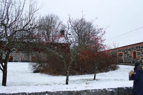 Sorbus 'Rosmari' E - Bild 5