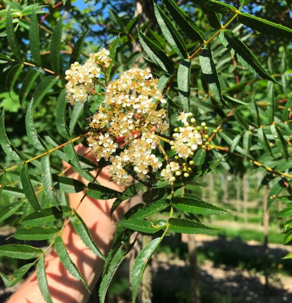 Sorbus commixta 'Carmencita' E