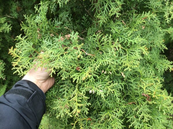 Thuja occidentalis 'Fastigiata' - Bild 3