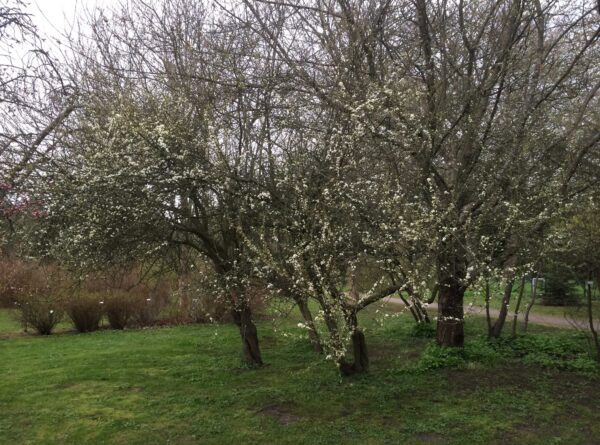 Prunus spinosa fk Västeråker E - Bild 6