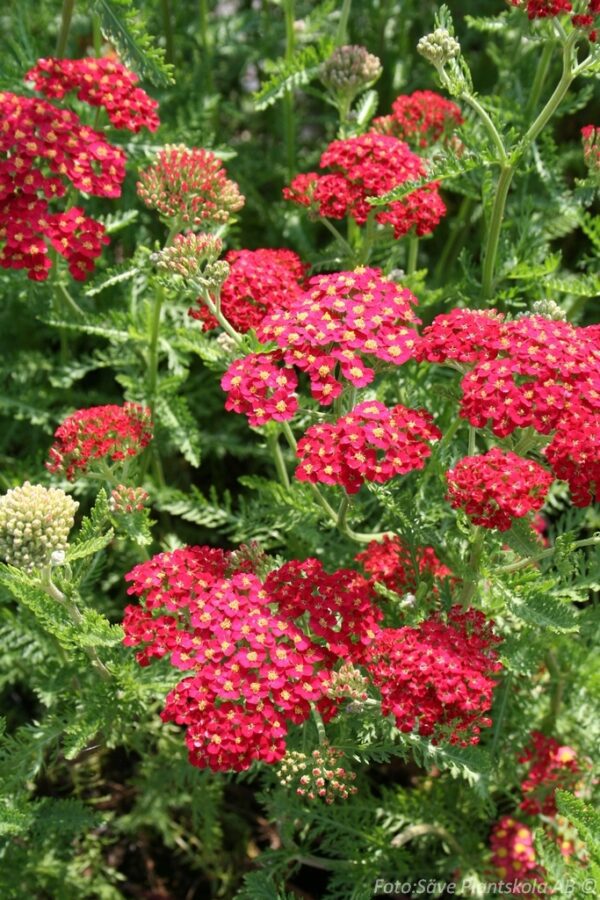 Achillea millefolium 'Red Velvet'