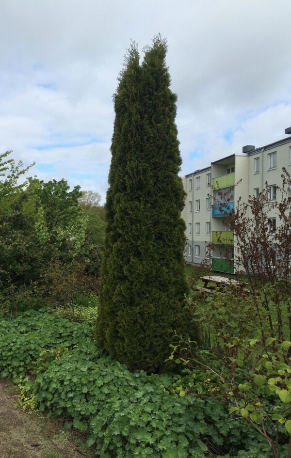 Thuja occidentalis 'Fastigiata'