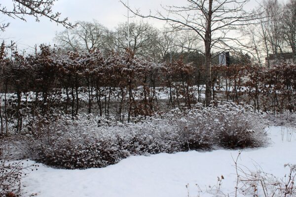 Spiraea japonica 'Little Princess' E - Bild 4