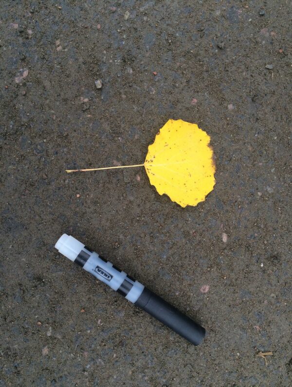 Populus tremula - Bild 4