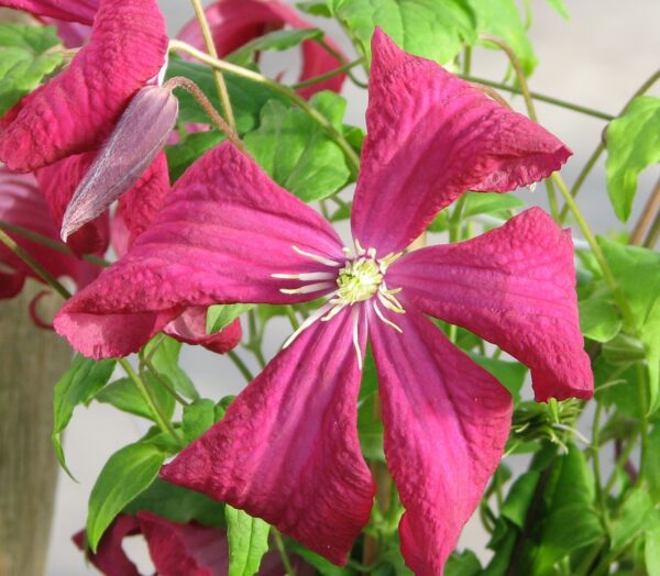 Clematis (viticella-gruppen) 'Mme Julia Correvon'