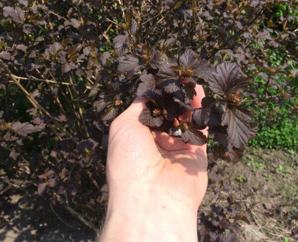 Physocarpus opulifolius 'Diabolo' - Bild 3