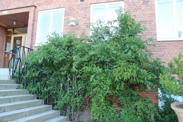 Viburnum farreri