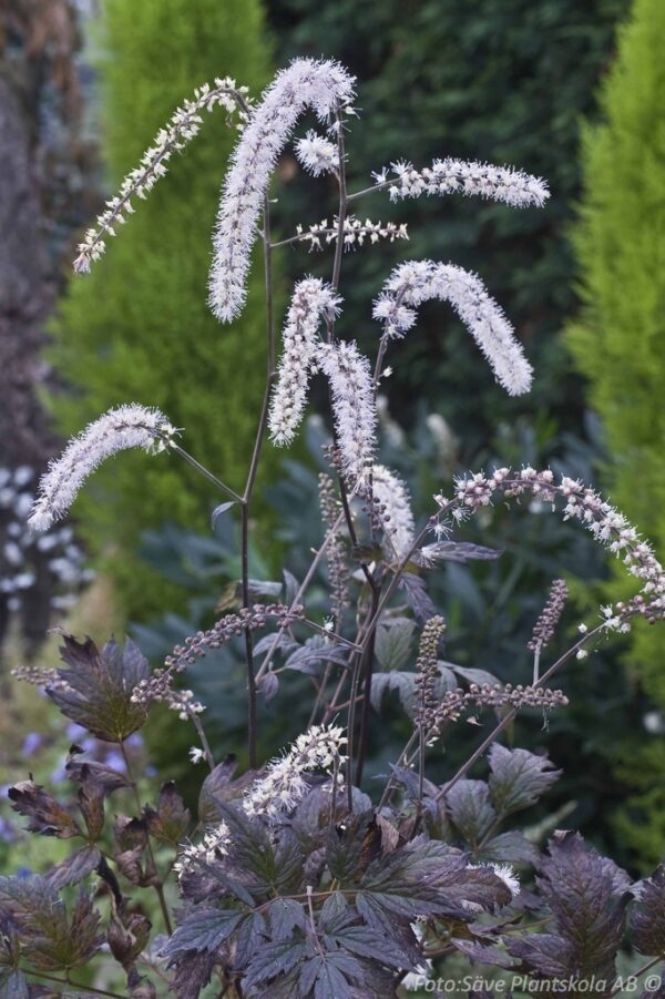Actaea simplex 'Queen of Sheba'