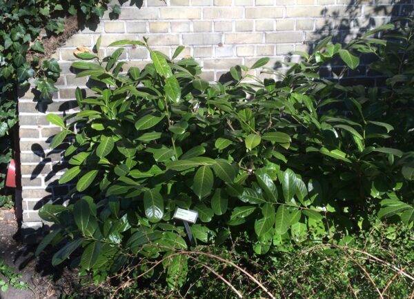 Prunus laurocerasus 'Rotundifolia' - Bild 2