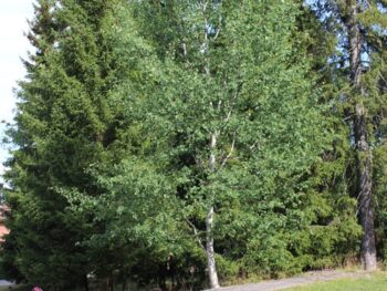 Populus