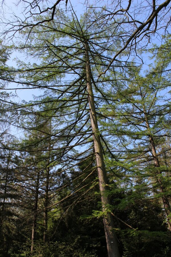Larix kaempferi