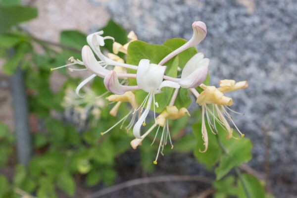 Lonicera caprifolium